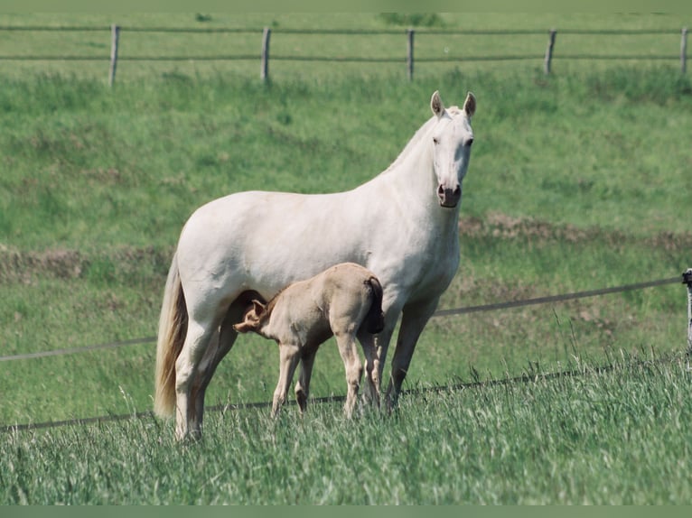 PRE Stute Fohlen (04/2025) 107 cm Pearl in Le Coudray-sur-Thelle