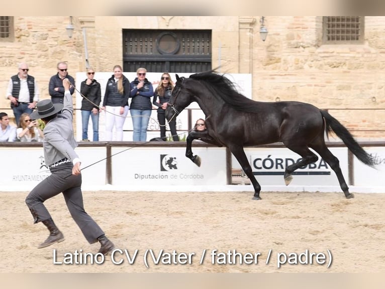 PRE Stute  125 cm Brauner in Provinz Malaga