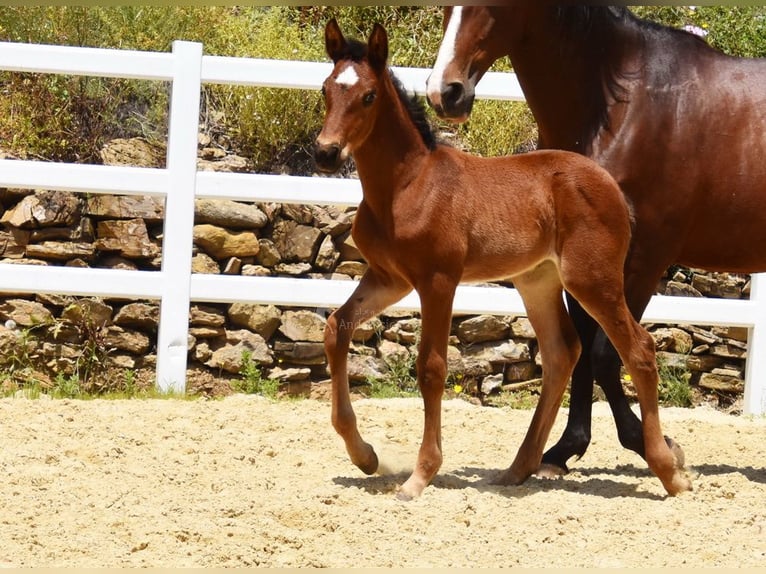 PRE Stute  125 cm Brauner in Provinz Malaga