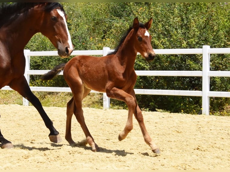 PRE Stute  125 cm Brauner in Provinz Malaga