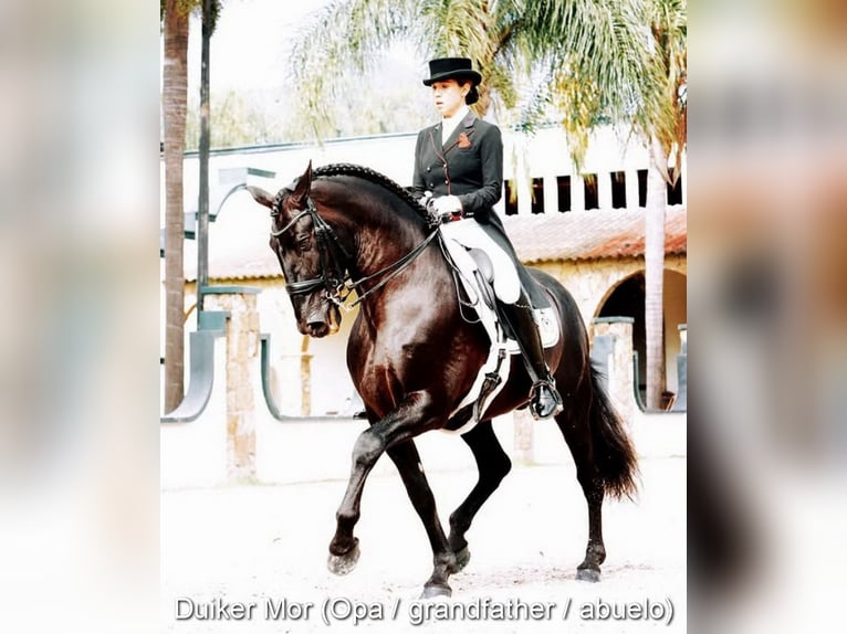 PRE Stute  125 cm Brauner in Provinz Malaga