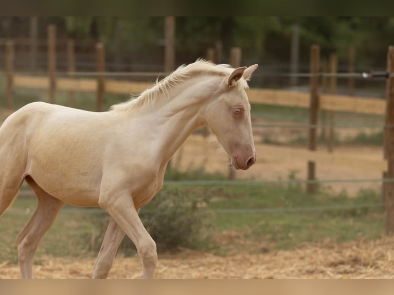 PRE Stute  135 cm Cremello in Empuriabrava