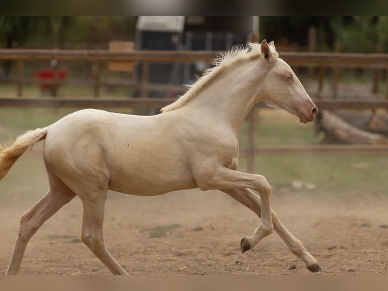 PRE Stute  135 cm Cremello in Empuriabrava