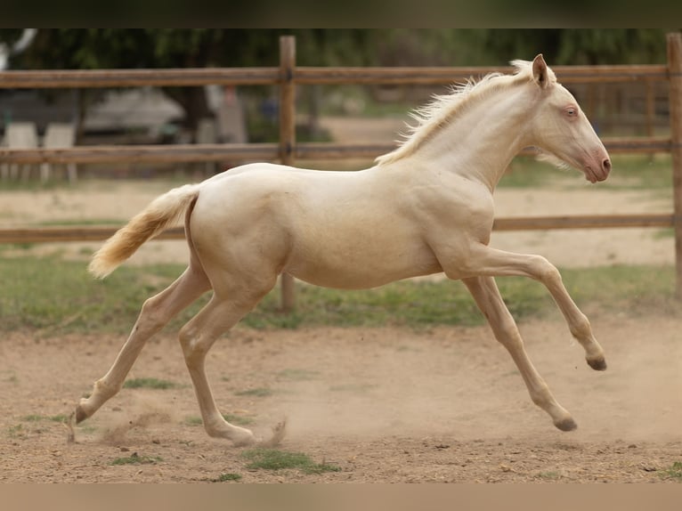 PRE Stute  135 cm Cremello in Empuriabrava