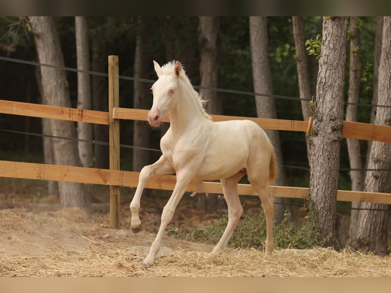 PRE Stute  135 cm Cremello in Empuriabrava