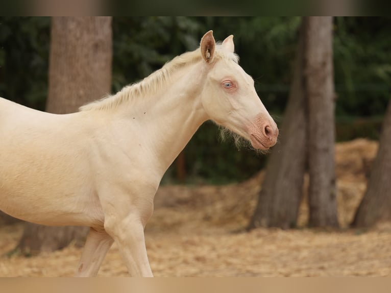 PRE Stute  135 cm Cremello in Empuriabrava