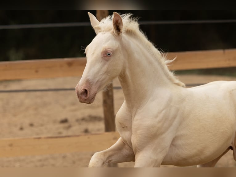 PRE Stute  135 cm Cremello in Empuriabrava