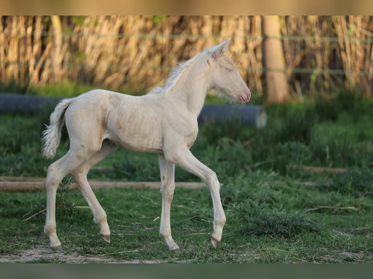 PRE Stute  135 cm Cremello in Empuriabrava