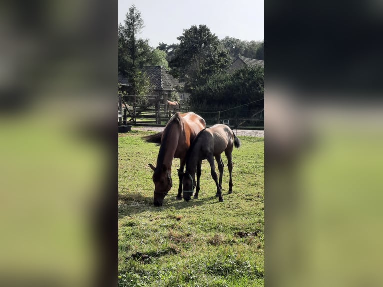 PRE Stute  140 cm Schimmel in Sint-Oedenrode