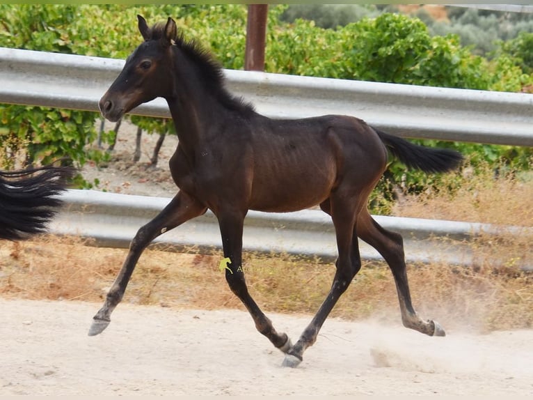 PRE Stute Fohlen (04/2026) 158 cm Rappe in Provinz Cordoba