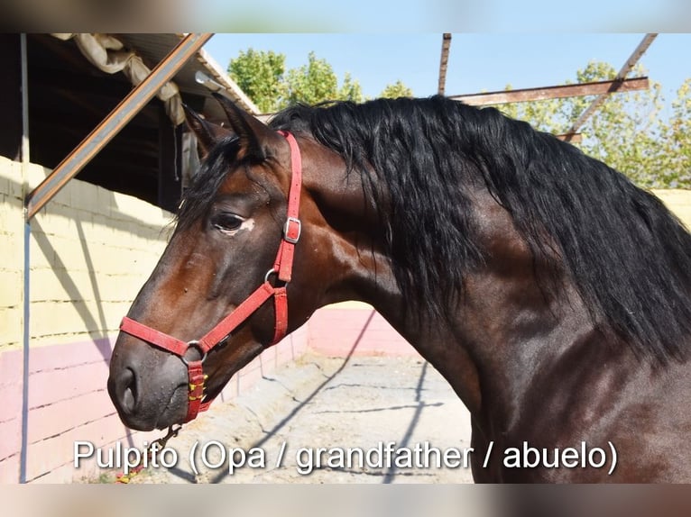 PRE Stute Fohlen (04/2026) 158 cm Rappe in Provinz Cordoba