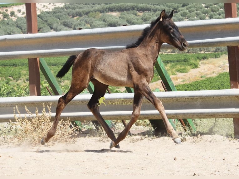 PRE Stute Fohlen (04/2026) 158 cm Rappe in Provinz Cordoba