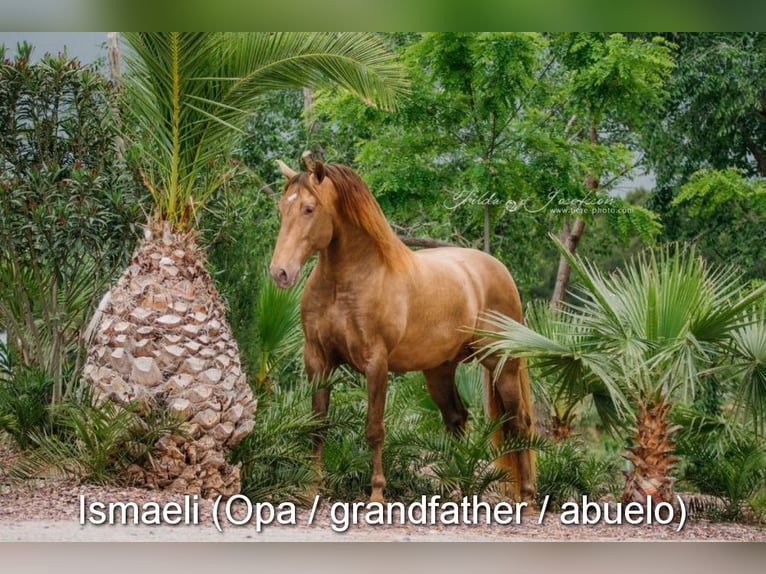 PRE Stute Fohlen (02/2026) 160 cm Brauner in Magdalensberg