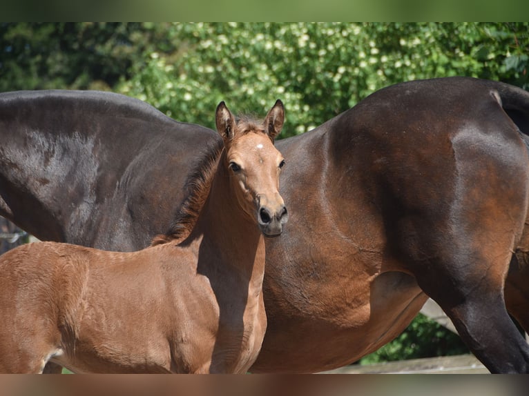 PRE Stute Fohlen (04/2026) 160 cm Buckskin in Dochamps