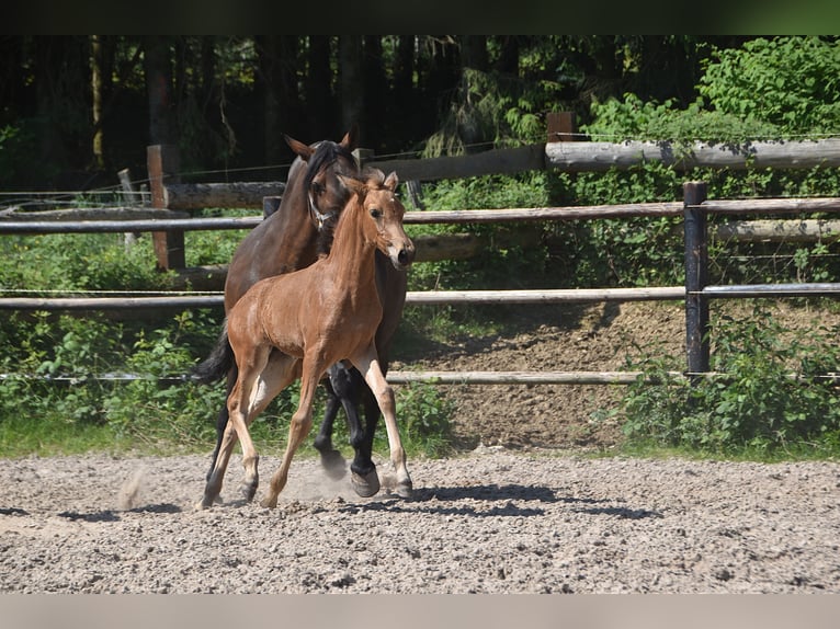 PRE Stute Fohlen (04/2026) 160 cm Buckskin in Dochamps
