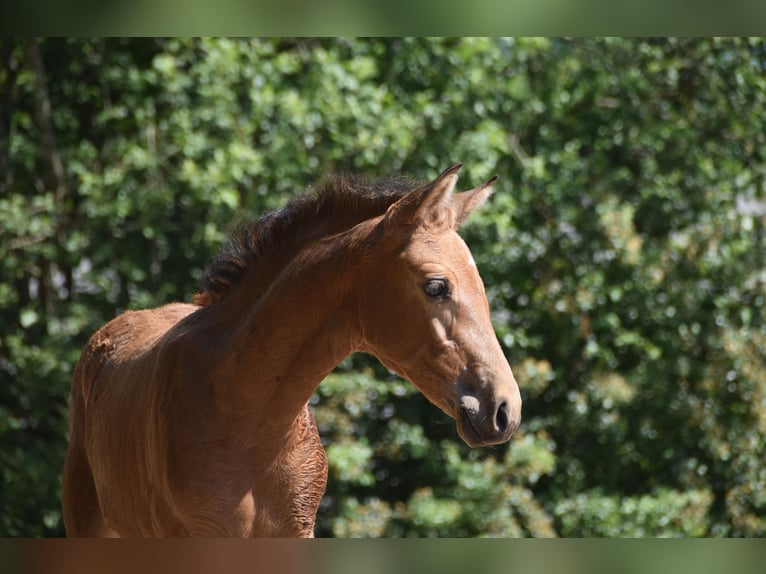 PRE Stute Fohlen (04/2026) 160 cm Buckskin in Dochamps