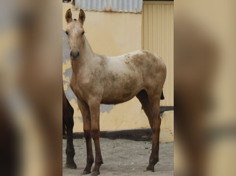 PRE Stute Fohlen (01/2026) 160 cm Buckskin in Murcia