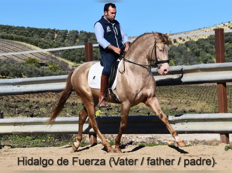 PRE Stute Fohlen (03/2026) 160 cm Falbe in Provinz Cordoba