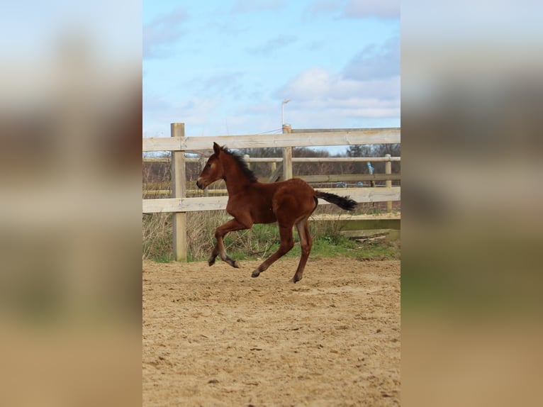 PRE Mix Stute Fohlen (02/2024) 160 cm Hellbrauner in Elen