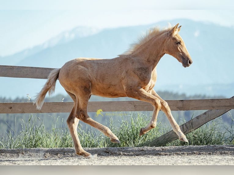PRE Stute Fohlen (04/2026) 160 cm Palomino in Magdalensberg