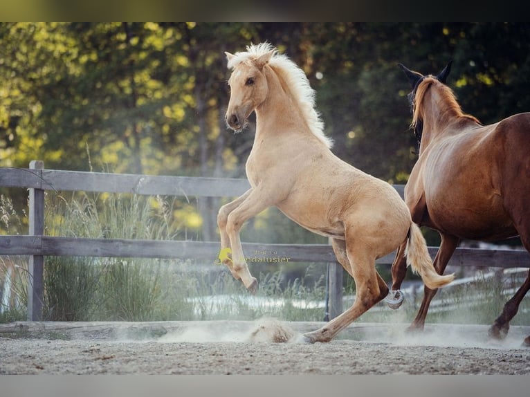 PRE Stute Fohlen (04/2026) 160 cm Palomino in Magdalensberg