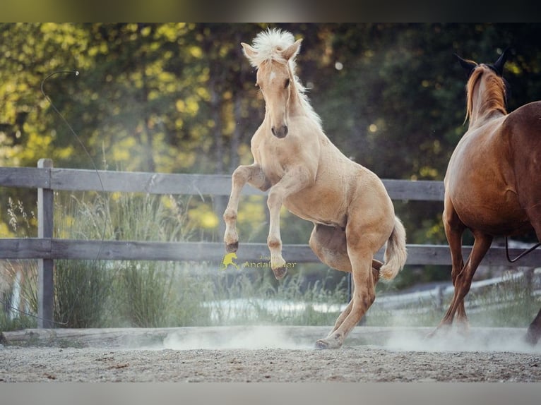 PRE Stute Fohlen (04/2026) 160 cm Palomino in Magdalensberg