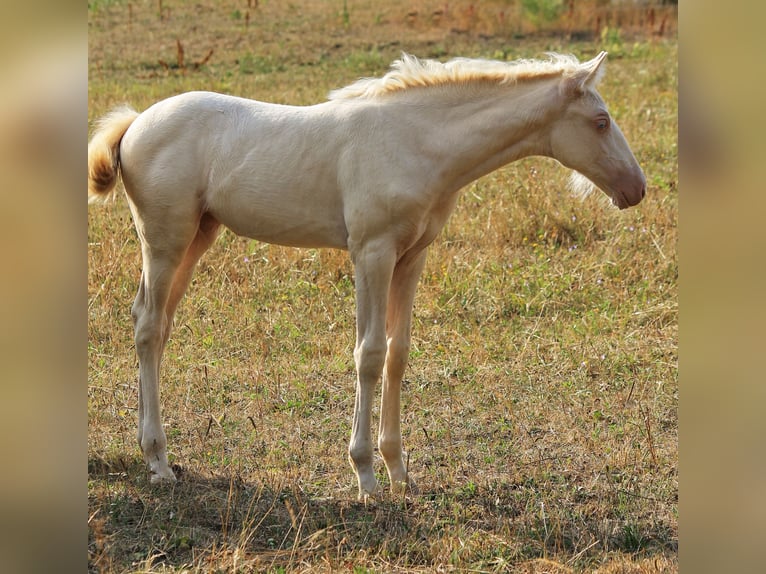 PRE Stute Fohlen (05/2026) 160 cm Perlino in Gößweinstein