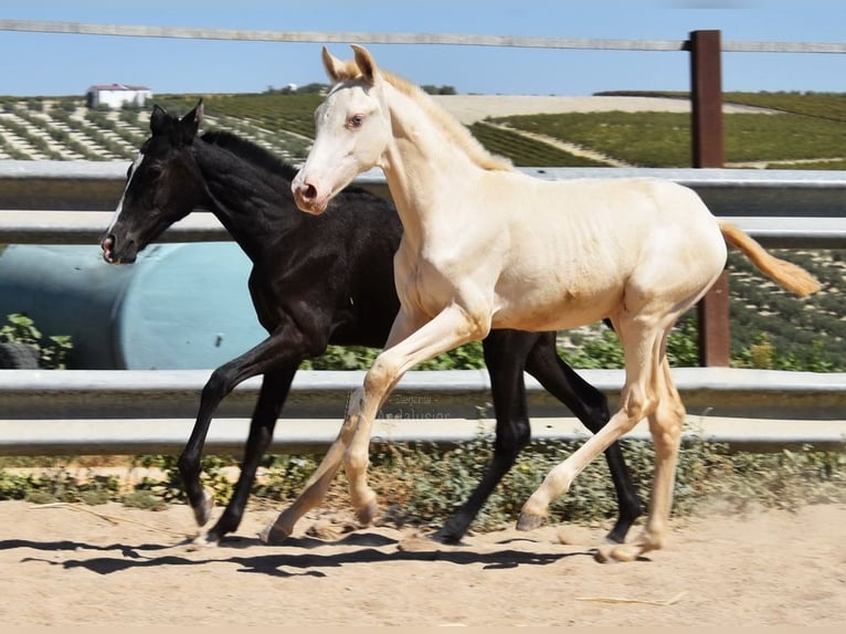 PRE Stute Fohlen (04/2024) 160 cm Perlino in Provinz Cordoba