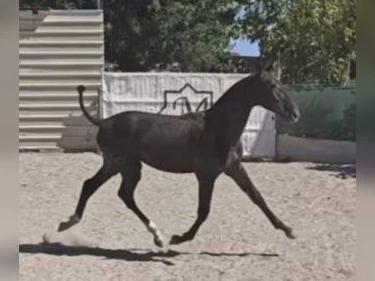 PRE Mix Stute Fohlen (01/2025) 160 cm Rappe in Alicante/Alacant