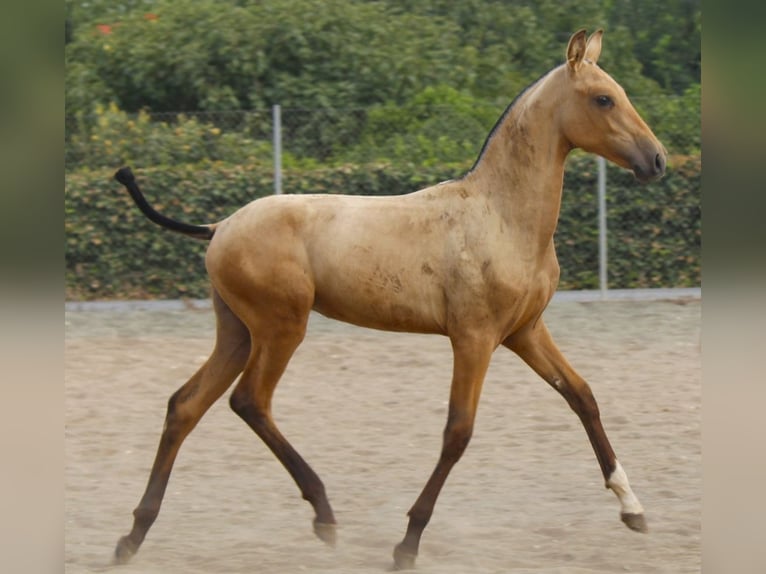 PRE Stute Fohlen (03/2026) 162 cm Buckskin in Murcia