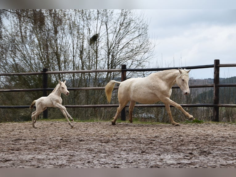 PRE Stute Fohlen (03/2026) 162 cm Pearl in Dochamps