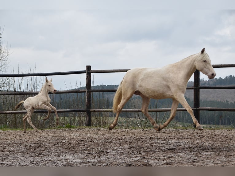 PRE Stute Fohlen (03/2026) 162 cm Pearl in Dochamps