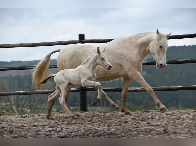 PRE Stute Fohlen (03/2026) 162 cm Pearl in Dochamps