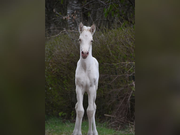 PRE Stute Fohlen (03/2026) 162 cm Pearl in Dochamps