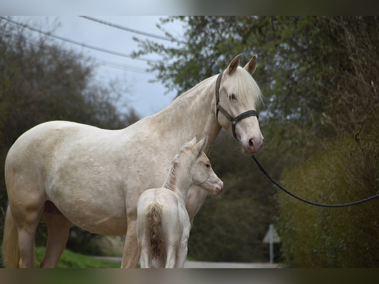 PRE Stute Fohlen (03/2026) 162 cm Pearl in Dochamps