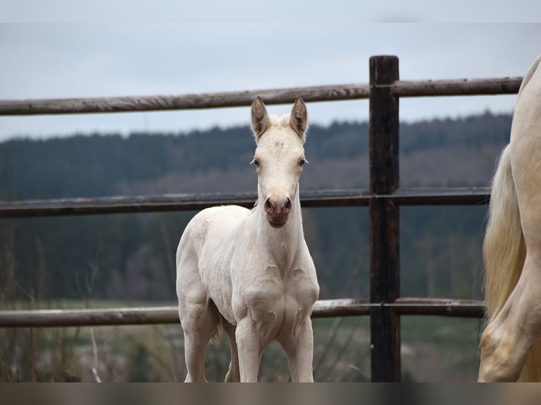 PRE Stute Fohlen (03/2026) 162 cm Pearl in Dochamps