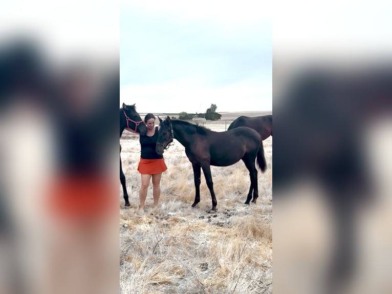 PRE Stute Fohlen (03/2026) 162 cm Rappe in Jerez de la Frontera