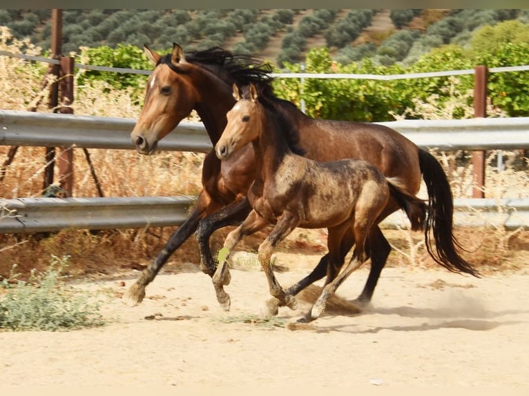 PRE Stute Fohlen (05/2026) 163 cm Falbe in Provinz Cordoba
