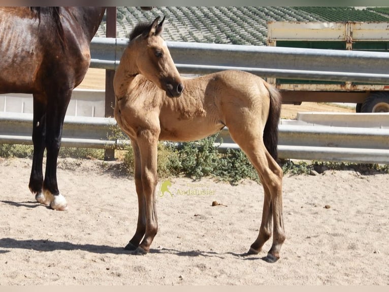 PRE Stute Fohlen (05/2026) 163 cm Falbe in Provinz Cordoba