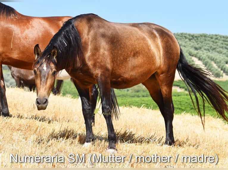 PRE Stute Fohlen (05/2026) 163 cm Falbe in Provinz Cordoba