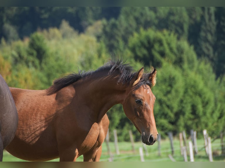 PRE Stute Fohlen (04/2026) 165 cm Brauner in Dochamps
