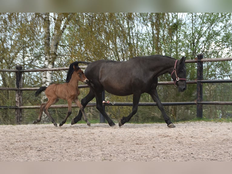 PRE Stute Fohlen (04/2026) 165 cm Brauner in Dochamps