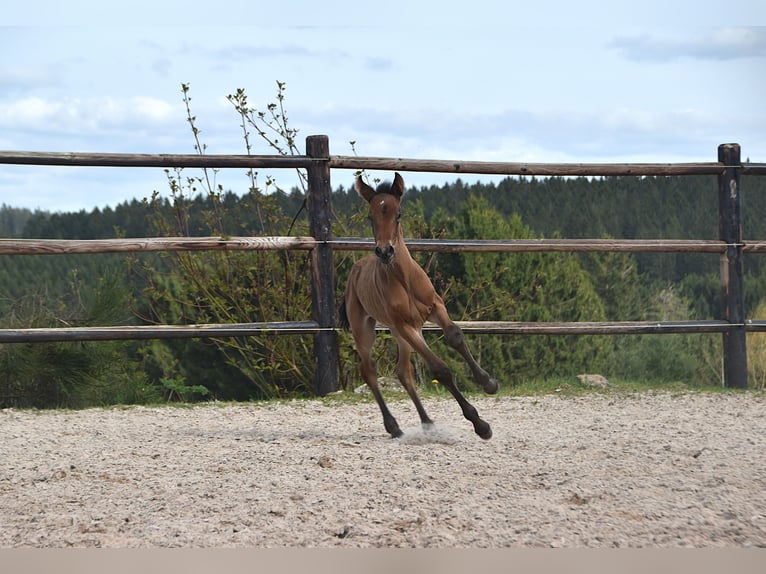 PRE Stute Fohlen (04/2026) 165 cm Brauner in Dochamps