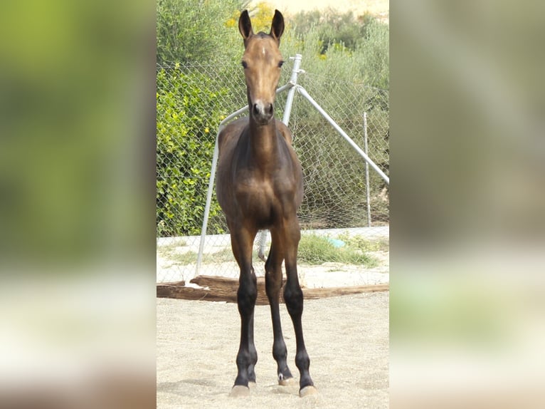 PRE Stute Fohlen (05/2026) 165 cm Buckskin in Murcia