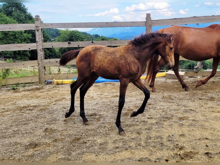 PRE Stute  165 cm Falbe in Klagenfurt