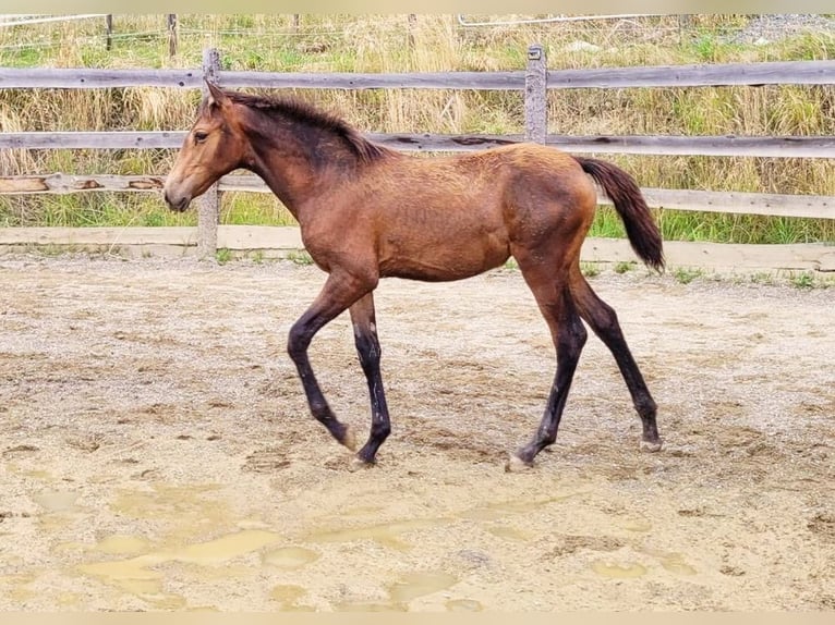 PRE Stute  165 cm Falbe in Klagenfurt