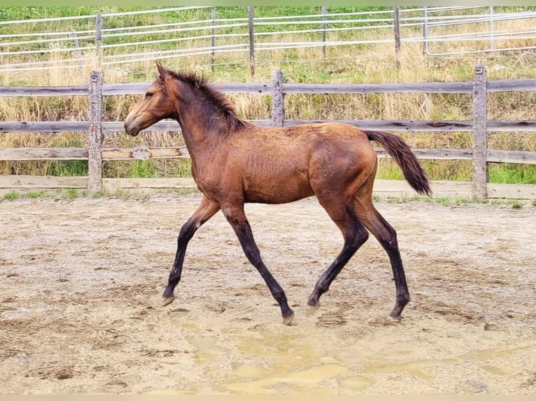 PRE Stute  165 cm Falbe in Klagenfurt