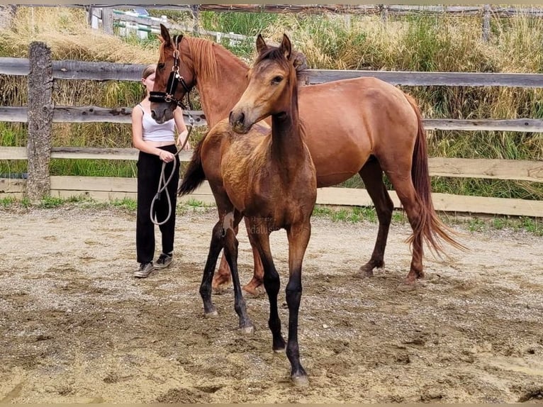 PRE Stute  165 cm Falbe in Klagenfurt