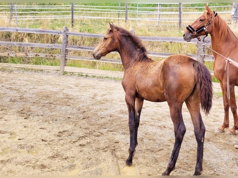 PRE Stute  165 cm Falbe in Klagenfurt