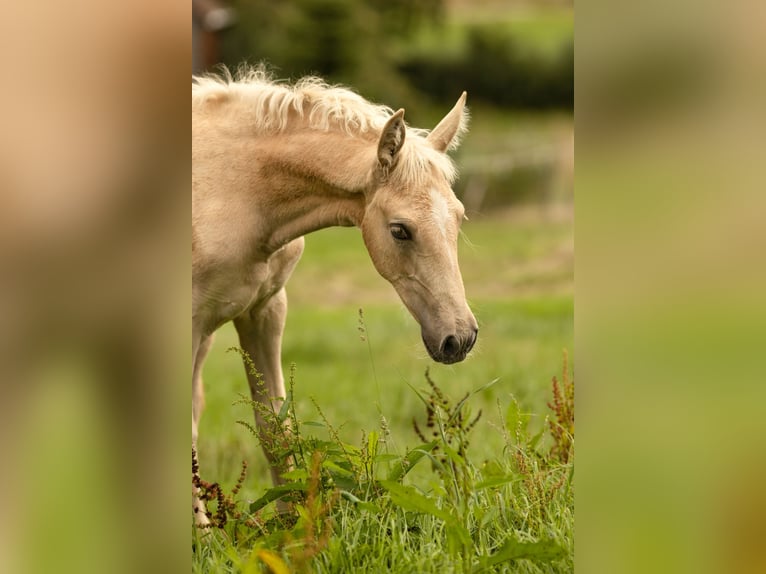 PRE Stute Fohlen (05/2025) 165 cm Palomino in Feuchtwangen